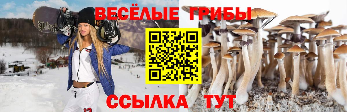 Электрогорск  Галлюциногенные грибы Cubensis  Вход с VPN 